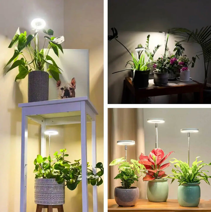 Iliana - Verstellbare LED-Wachstumslampe für Pflanzen